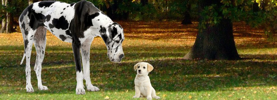 large great dane looking down at a small puppy with an autumn tree in the background