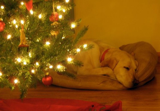 dog asleep under the christmas tree