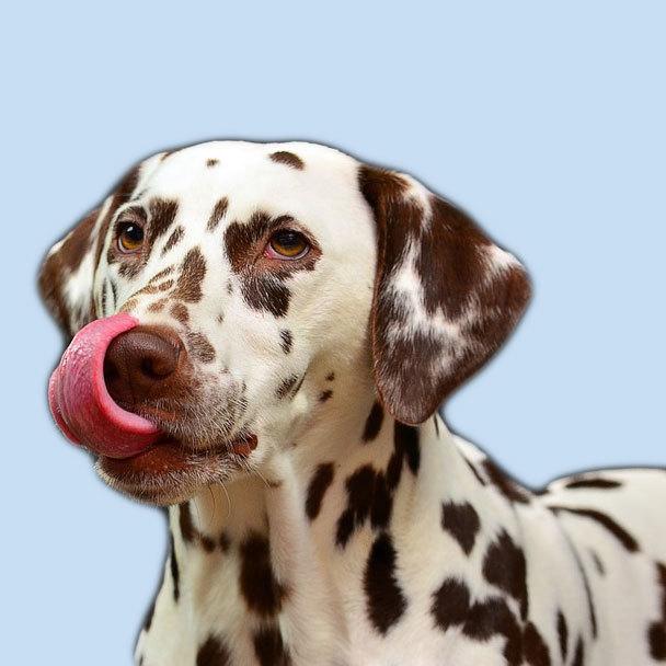 dalmation dog licking his chops