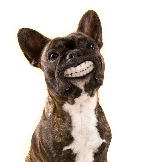 dog wearing dentures