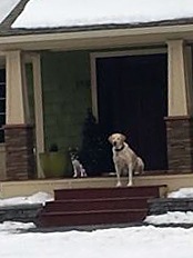 dogs sitting on our front porch