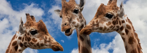 three giraffes chatting together