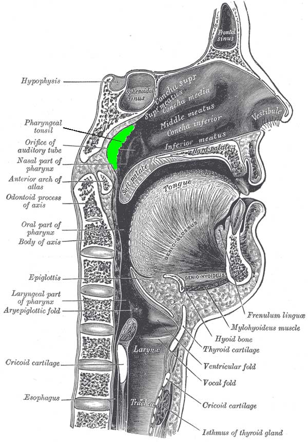 illustration of nose mouth, pharynx, and larynx