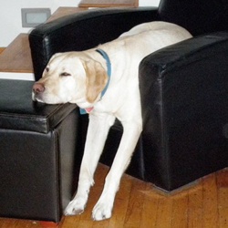 funny napping dog