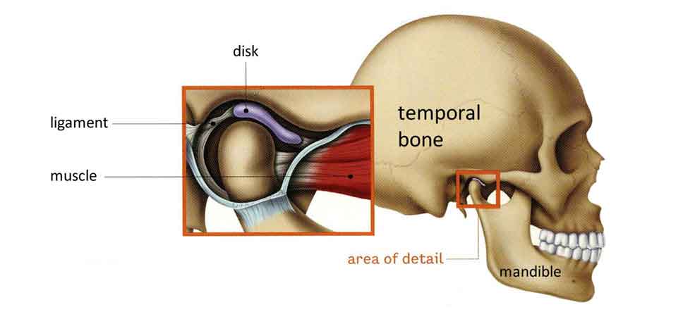 temporomandibular joint illustration