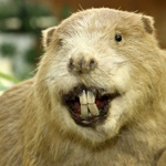 big beaver with big front teeth