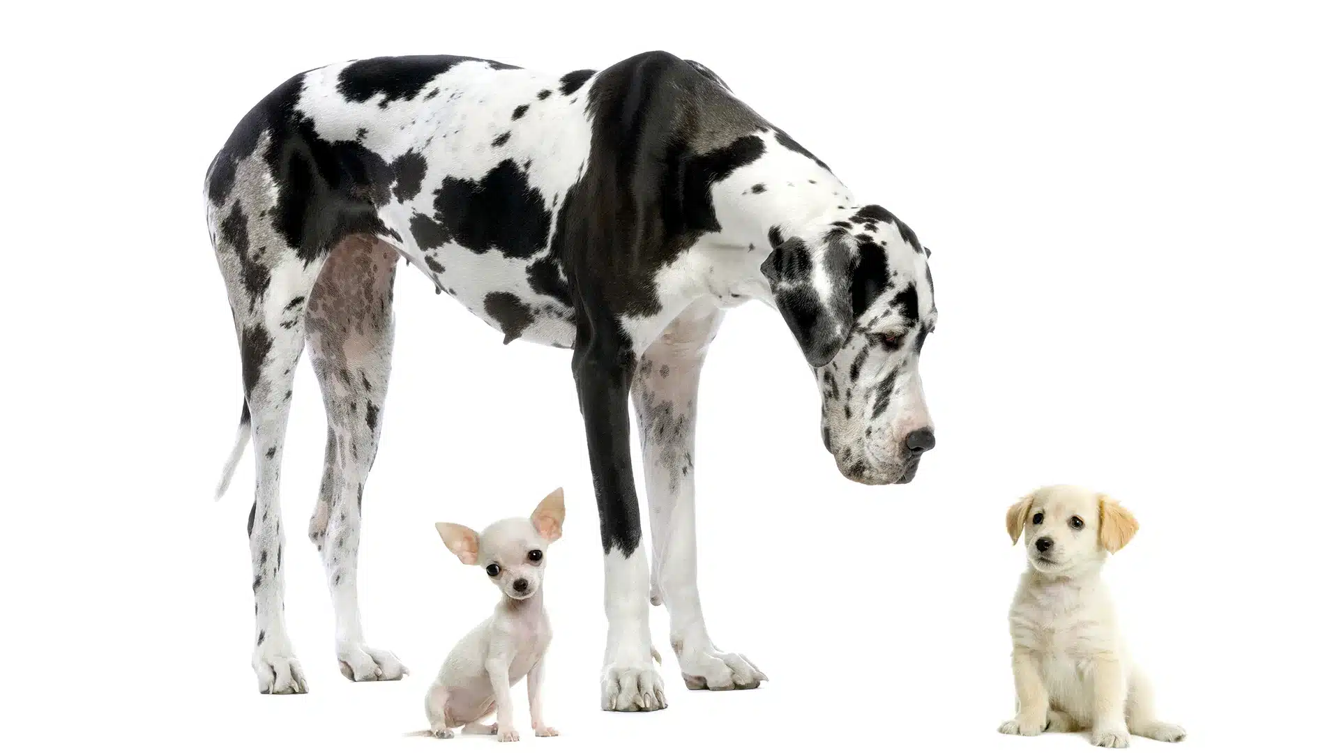 huge great dane, little chihuahua, and little yellow lab puppy