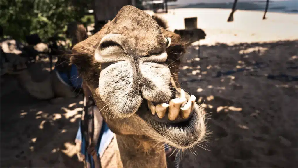 close up of a camel grinding his teeth