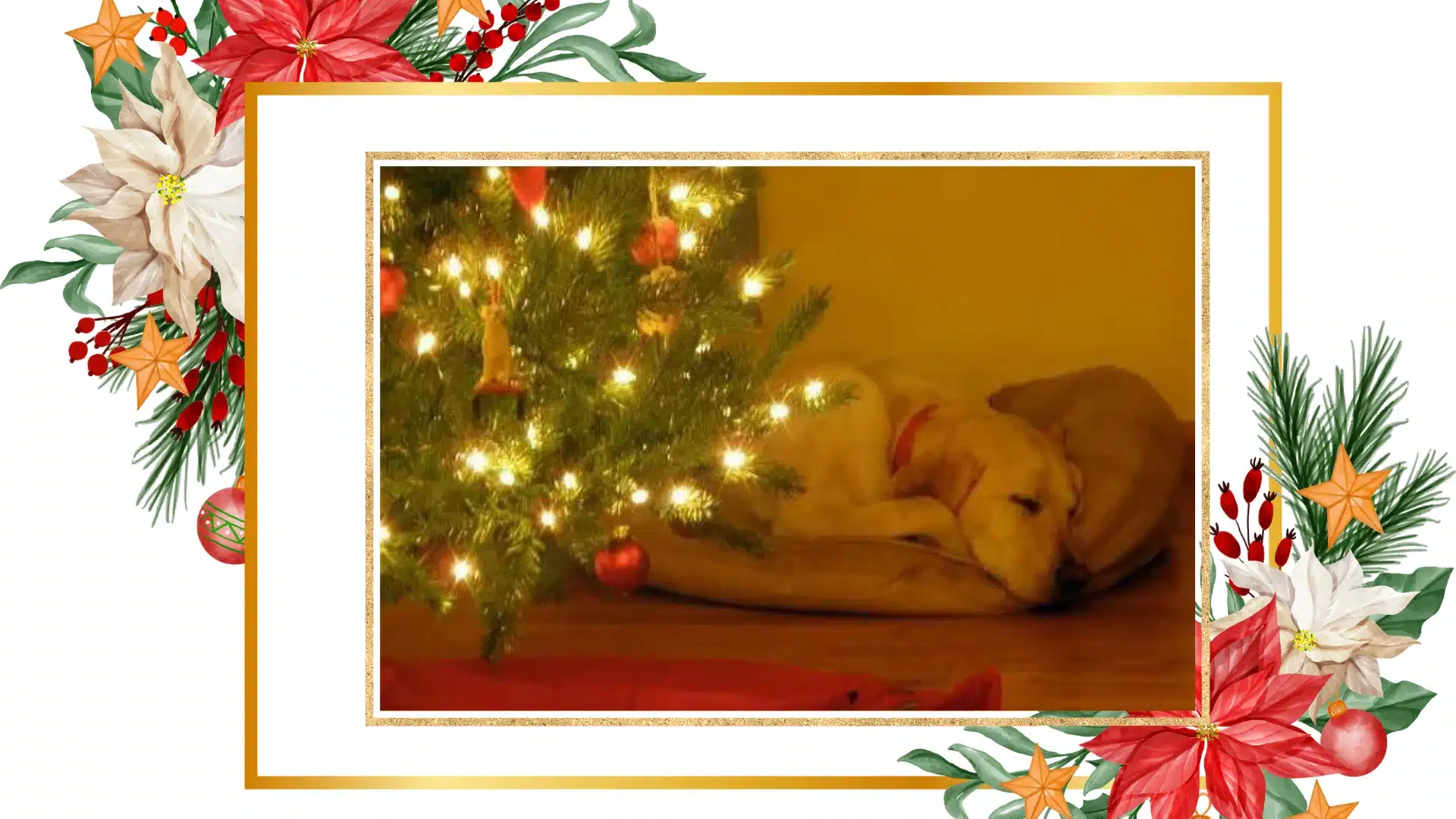 our yellow labrador retriever asleep under the Christmas tree