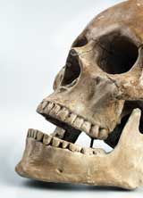 human skull showing the teeth