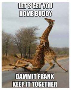 lets get you home buddy giraffe meme