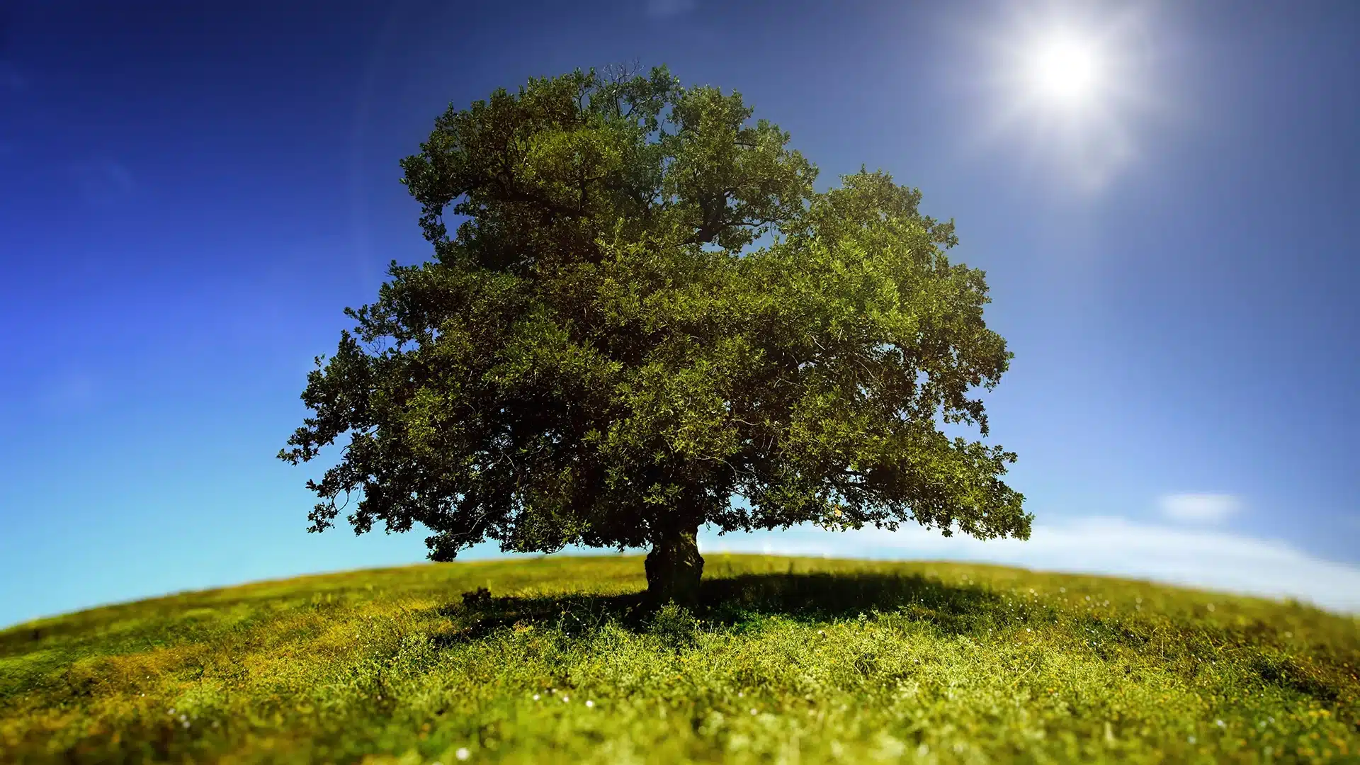 nature scene of a tree on a hill with the sun shining