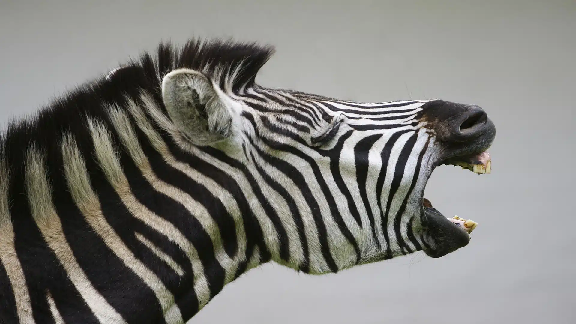 funny zebra breath banner